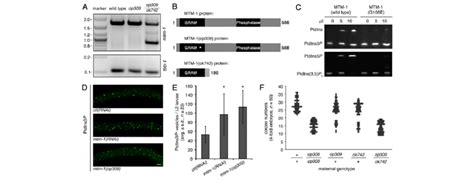 Mtm Op Is A Reduction Of Function Allele A Rt Pcr Amplification