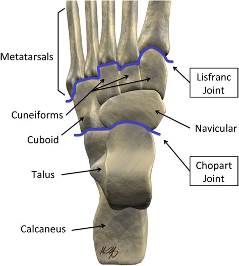 Mr Imaging Of The Midfoot Including Chopart And Lisfranc Joint