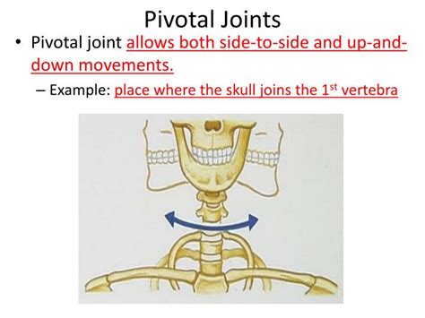 Ppt Human Biology Chapter 20 Support And Movement Powerpoint