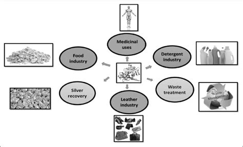 Applications Of Alkaline Protease Enzyme Download Scientific Diagram