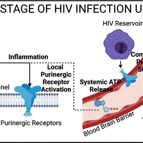 In The Early Stage Of Hiv Infection Hiv Gp120 Binding To Cd4 Receptor