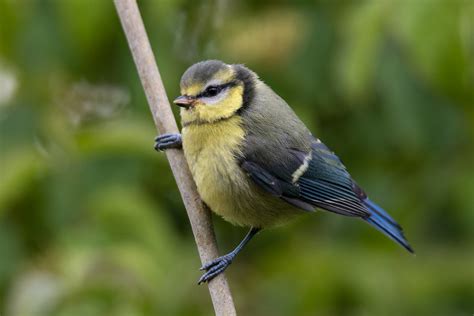 Mesange Bleue Juvenile Cyanistes Caeruleus Fra Flickr