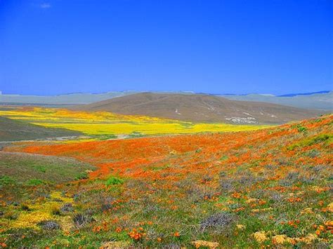 Destination Run Antelope Valley California Poppy Reserve Great Runs