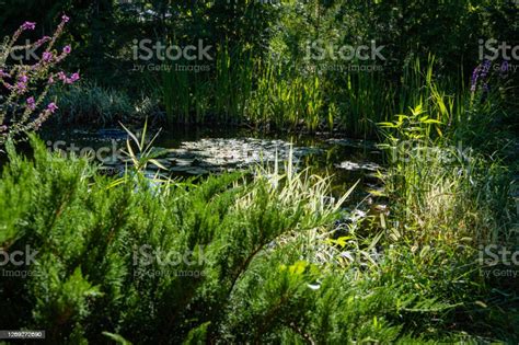 Gartenteich Mit Blühenden Seerosen Im Angelegten Garten Evergreens Und