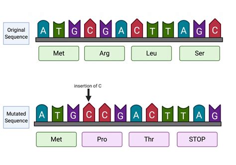 Frameshift Mutation Diagram