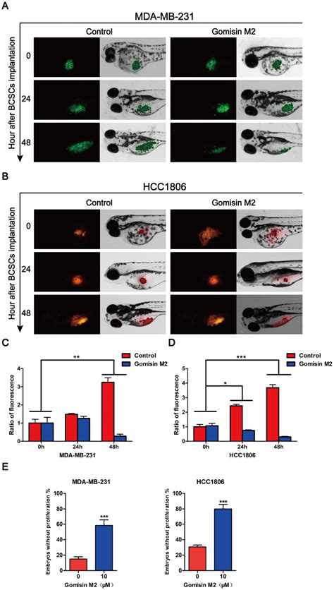 Gomisin M From Baizuan Suppresses Breast Cancer Stem Cell