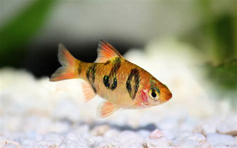 Emperor Tetra Care Complete Guide For Beginners Aquariumnexus