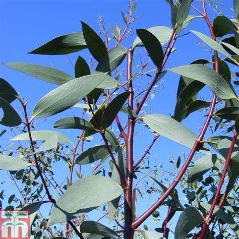 Eucalyptus Pauciflora Subsp Niphophila Thompson And Morgan