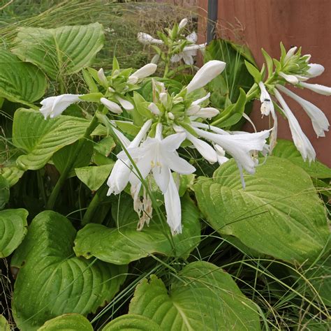 Fragrant Plantain Lily (Hosta plantaginea cv.)