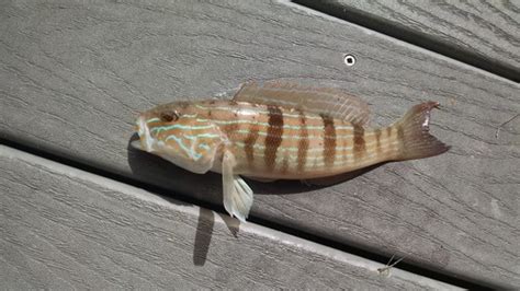 Sand Perch A Field Guide To The Fishes Of Charlotte Harbor Florida