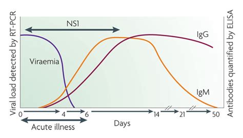 Host Response To The Dengue Virus Learn Science At Scitable