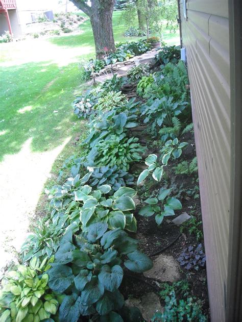 Hostas | Shade plants, Hostas, Dream yard