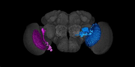 Molecular Cellular And Integrative Physiology Ucla Graduate Programs In Bioscience Gpb