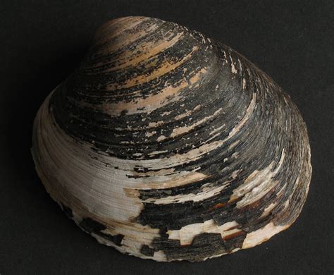 An ocean quahog (Arctica islandica) has been recorded to be over 500 ...