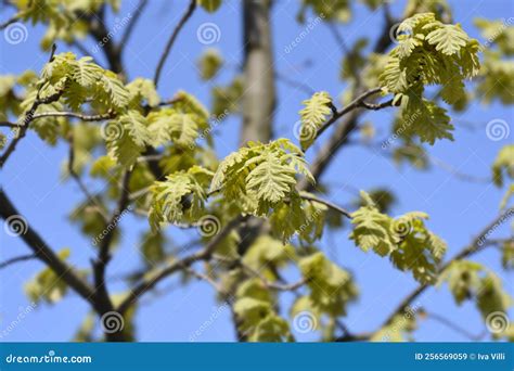 Northern red oak stock image. Image of green, leaf, close - 256569059