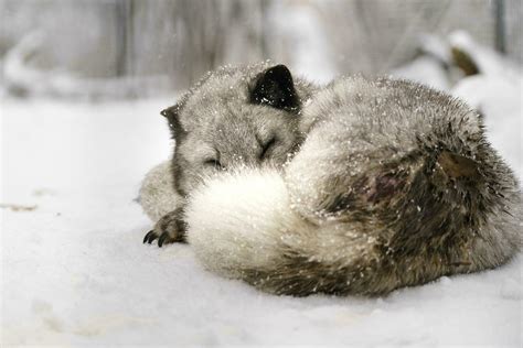 Portrait of Arctic fox in snow 35659635 Stock Photo at Vecteezy