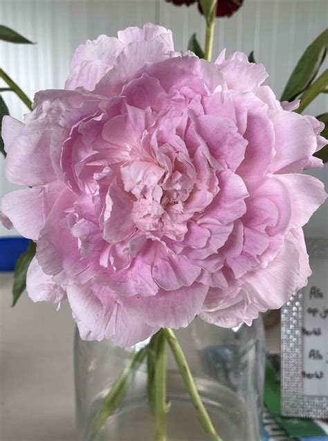 Paeonia Dinner Plate Strooper Dekker