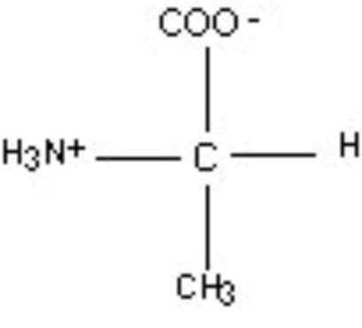 amino acid quiz flashcards quizlet