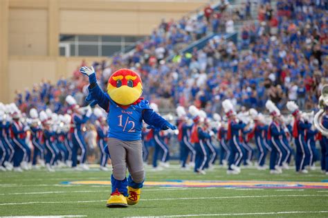 Download University Of Kansas Mascot On Field Wallpaper | Wallpapers.com