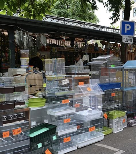 Photos Marché aux oiseaux de Paris un véritable trafic despèces