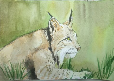 Lynx Watercolor Paintingoriginalcanadian Lynxbobcat Etsy