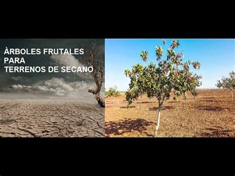 Rboles Frutales De Bajo Consumo De Agua Opciones Ideales Para Tu