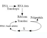 Jelaskan Proses Sintesis Protein Brain