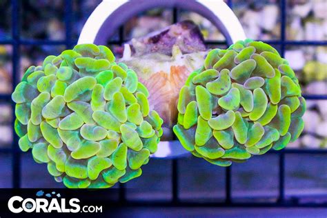 INSANE RARE GLOWING GOLD Branching Hammer Indo COLLECTORS CORAL 2