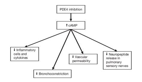 Effects Of Phosphodiesterase 4 Inhibition Download Scientific Diagram