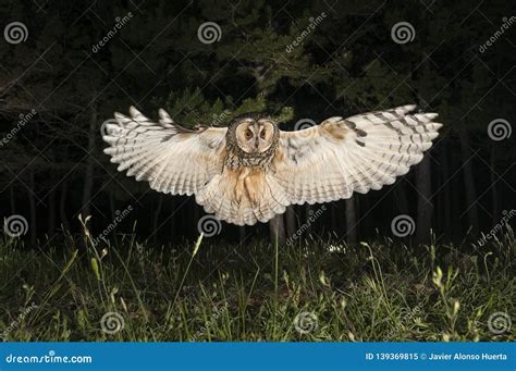 Long-eared Owl Asio Otus, in Flight, Flying Stock Image - Image of ...