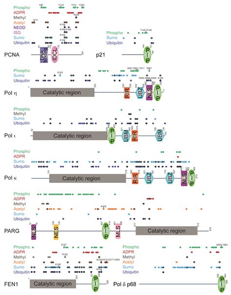 Genes Free Full Text Maneuvers On Pcna Rings During Dna Replication