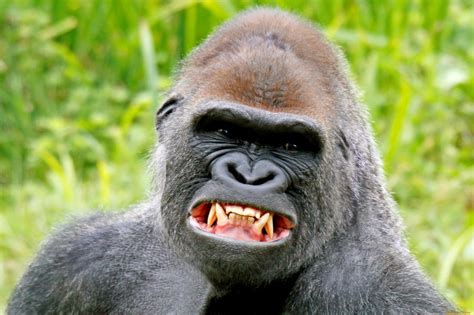 Create Meme Gorilla Gorilla Funny Pictures Meme