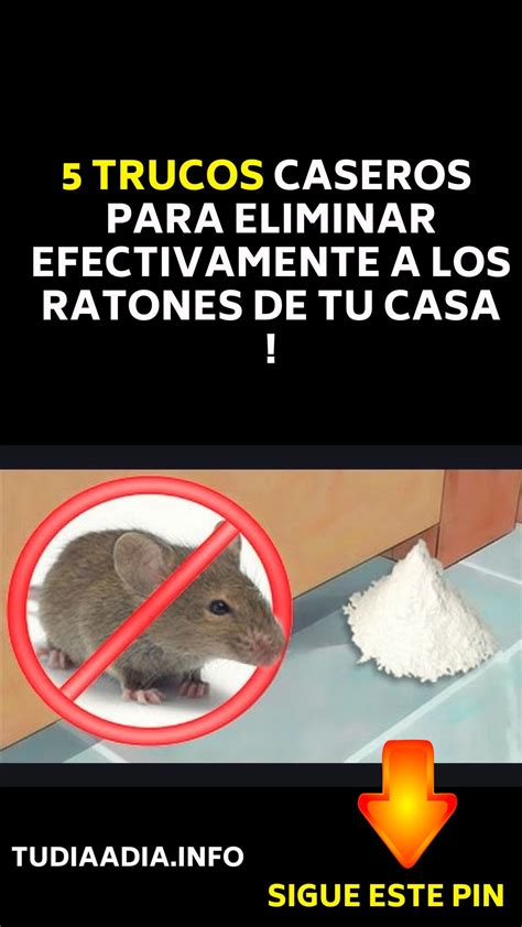 Como Eliminar Ratones De Mi Casa Exie Fetzer