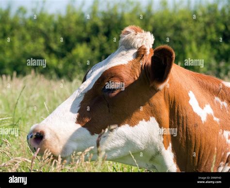 Ayrshire x Friesian cow lying down in field Stock Photo - Alamy