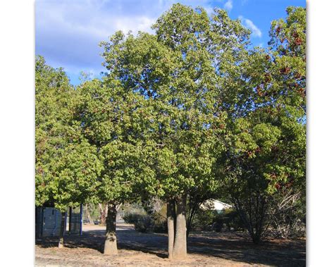 Brachychiton Populneus Kurrajong Tree 50mm Tubestock Gardensonline