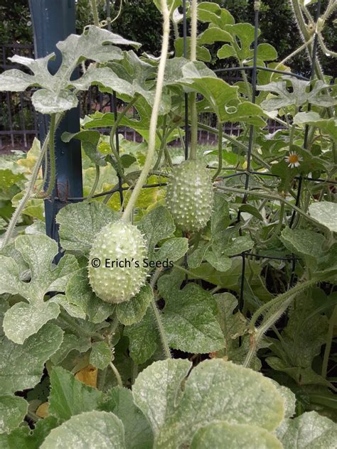 30 West Indian Burr Gherkin Seeds Heirloom Cucumbers Ebay