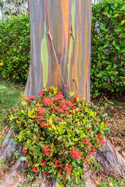 Flores Vermelhas Na Base Da Rvore De Eucalipto Do Arco Ris Em Oahu