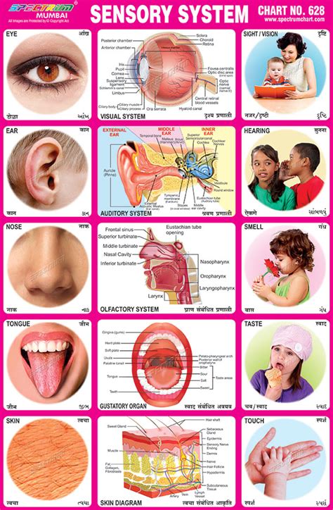 Five Sense Organs Their Functions And How To Keep Them Off