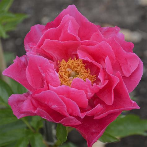 Paula Fay Paeonia Hybrid K Stadi