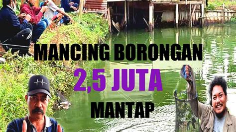 Mancing Ikan Gurame Induk Mancing Borongan 2 5 Juta Mantap YouTube