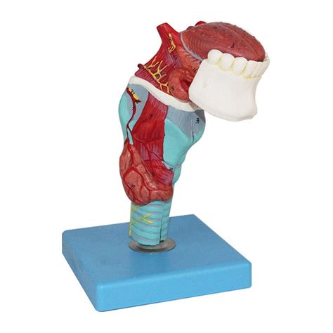 Buy Xiezi Human Anatomical Model Human Throat Larynx With Trachea