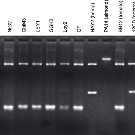 Rflp Analysis Of 1239 Bp 16s Rdna Fragments Amplified By Primer Pair Download Scientific