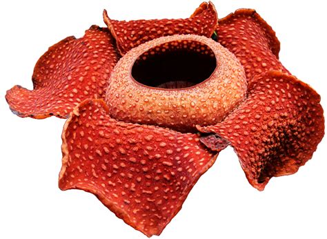 Rafflesia Png