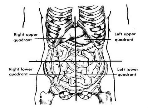 DIAGRAM Blank Abdominal Quadrants Diagram MYDIAGRAM ONLINE