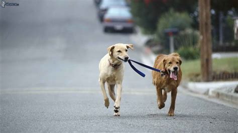 Consejos B Sicos Para Cuidar De Tu Perro Wakyma