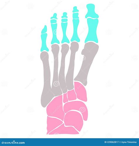 Anatomical Structure Of The Bones Of The Foot Vector Illustration