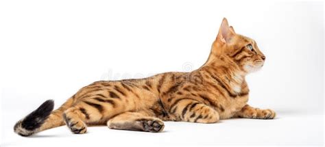 Satisfied Bengal Cat Lies On A White Background Domestic Cat In