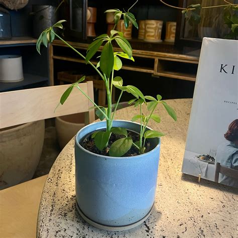 Dwarf Umbrella Tree (Schefflera arboricola) – THE PLANT SOCIETY