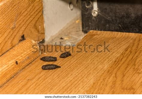 93 Rat Poop Images, Stock Photos & Vectors | Shutterstock