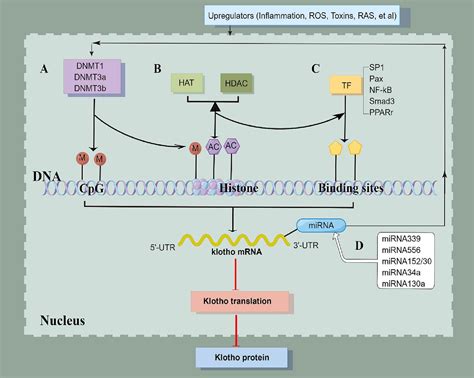 Upstream And Downstream Regulators Of Klotho Expression In Chronic